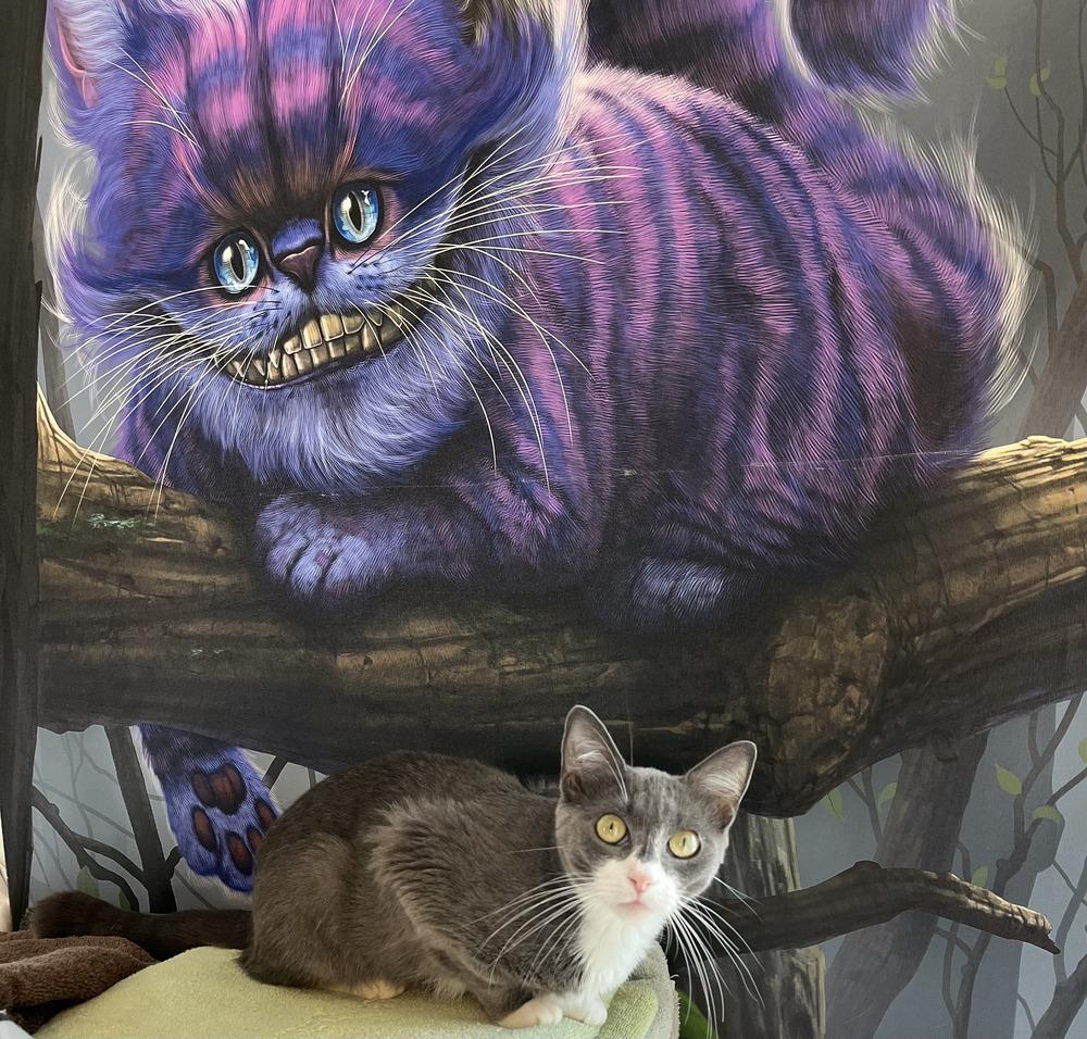 Enlarge Tilly, a Adoptable Domestic Short Hair in Chalfont, PA image 2/6