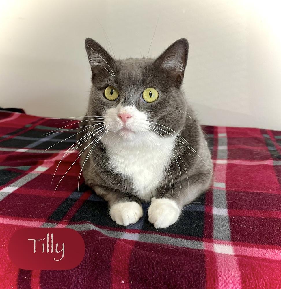 Enlarge Tilly, a Adoptable Domestic Short Hair in Chalfont, PA image 3/6