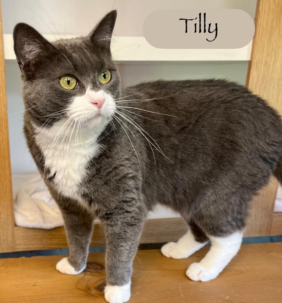 Enlarge Tilly, a Adoptable Domestic Short Hair in Chalfont, PA image 4/6