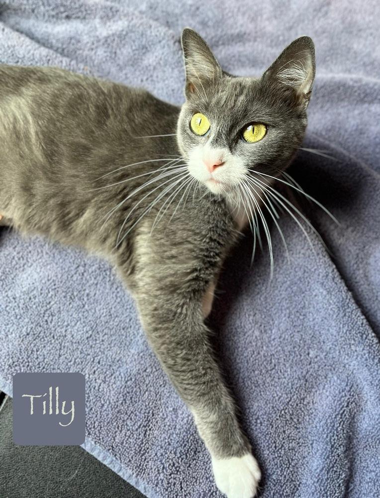 Enlarge Tilly, a Adoptable Domestic Short Hair in Chalfont, PA image 3/6