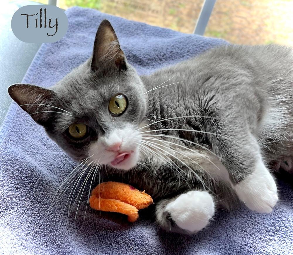 Enlarge Tilly, a Adoptable Domestic Short Hair in Chalfont, PA image 4/6