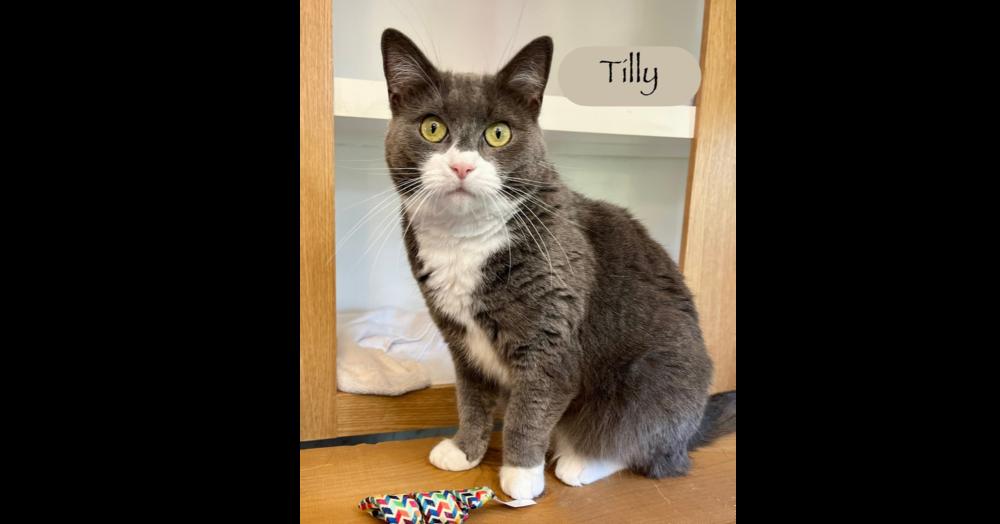 Tilly, Adoptable, Young Female Domestic Short Hair.