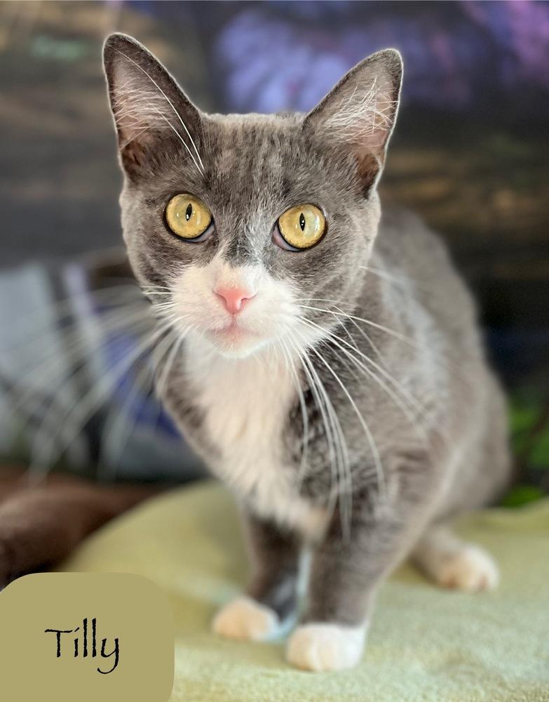 Enlarge Tilly, a Adoptable Domestic Short Hair in Chalfont, PA image 6/6