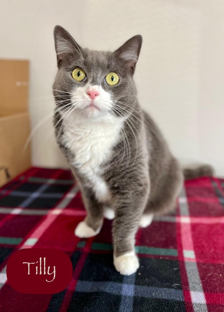 Enlarge Tilly, a Adoptable Domestic Short Hair in Chalfont, PA image 6/6