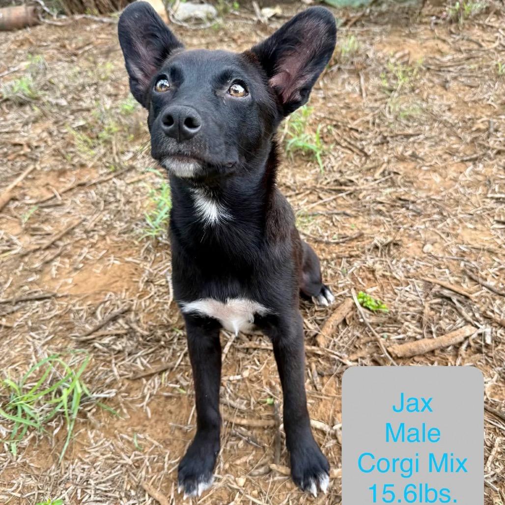 Jax, Adoptable, Young Male Cardigan Welsh Corgi & Mixed Breed.