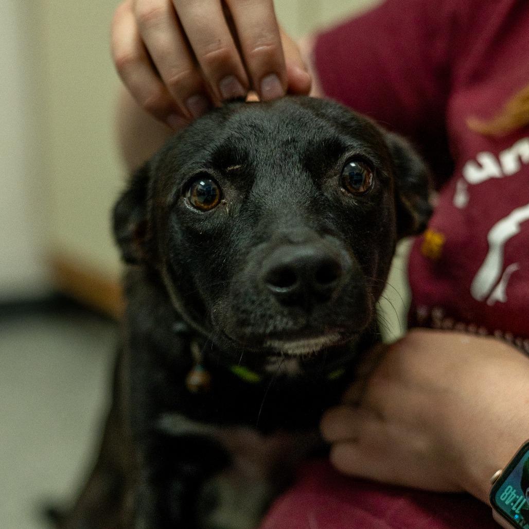 Enlarge Jax, a Adoptable mixed breed in Chaska, MN image 2/5