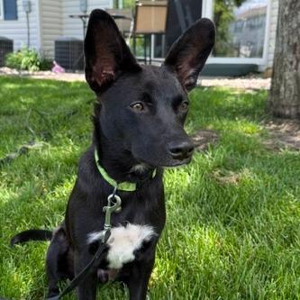 Enlarge Jax, a Adoptable mixed breed in Chaska, MN image 3/5