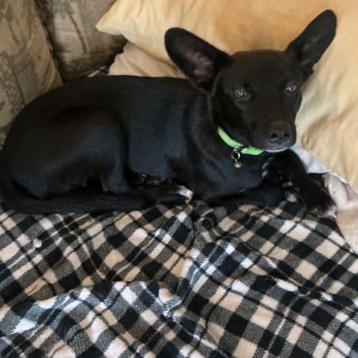 Enlarge Jax, a Adoptable mixed breed in Chaska, MN image 4/5