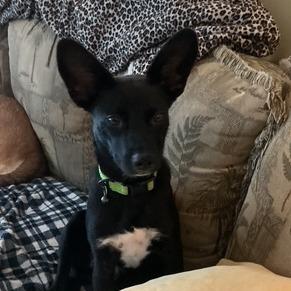 Enlarge Jax, a Adoptable mixed breed in Chaska, MN image 5/5