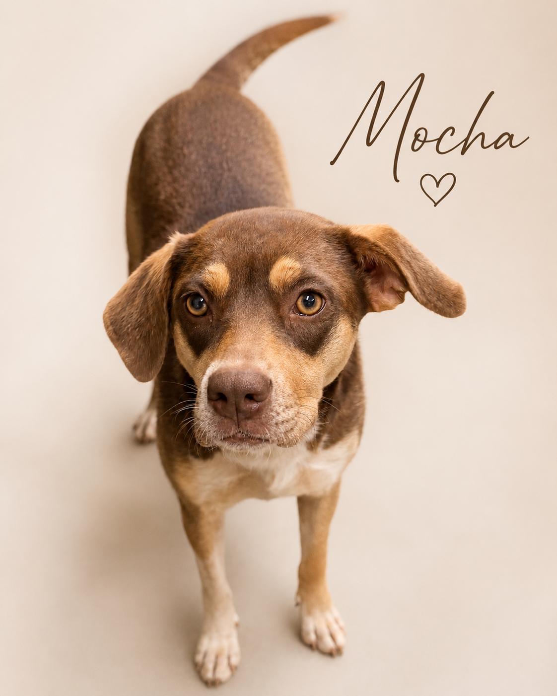 Mocha, ADOPTABLE, Adult Female Hound.