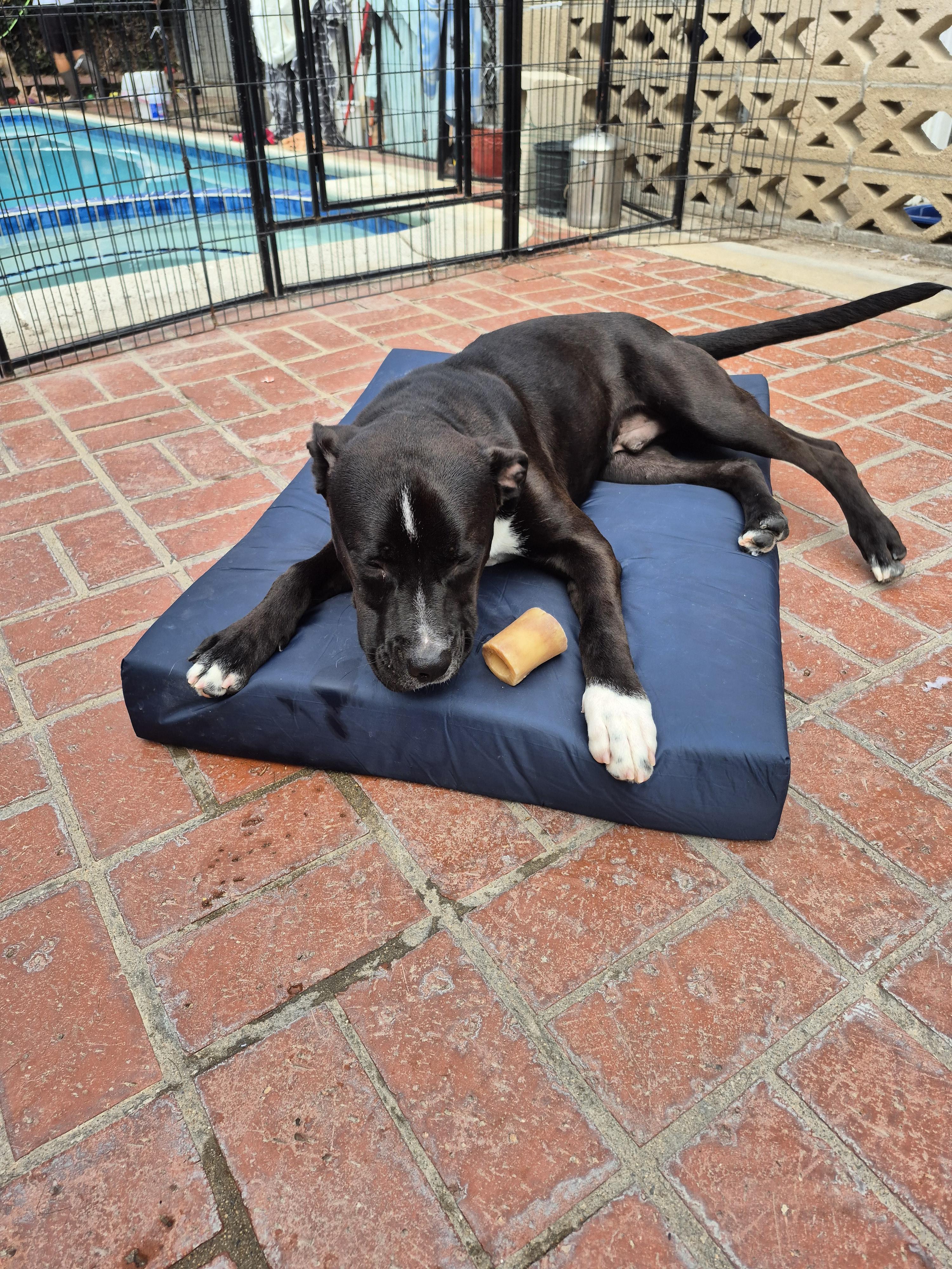 Enlarge My name is Luca again!!, a Adoptable mixed breed in Manhattan Beach, CA image 2/4