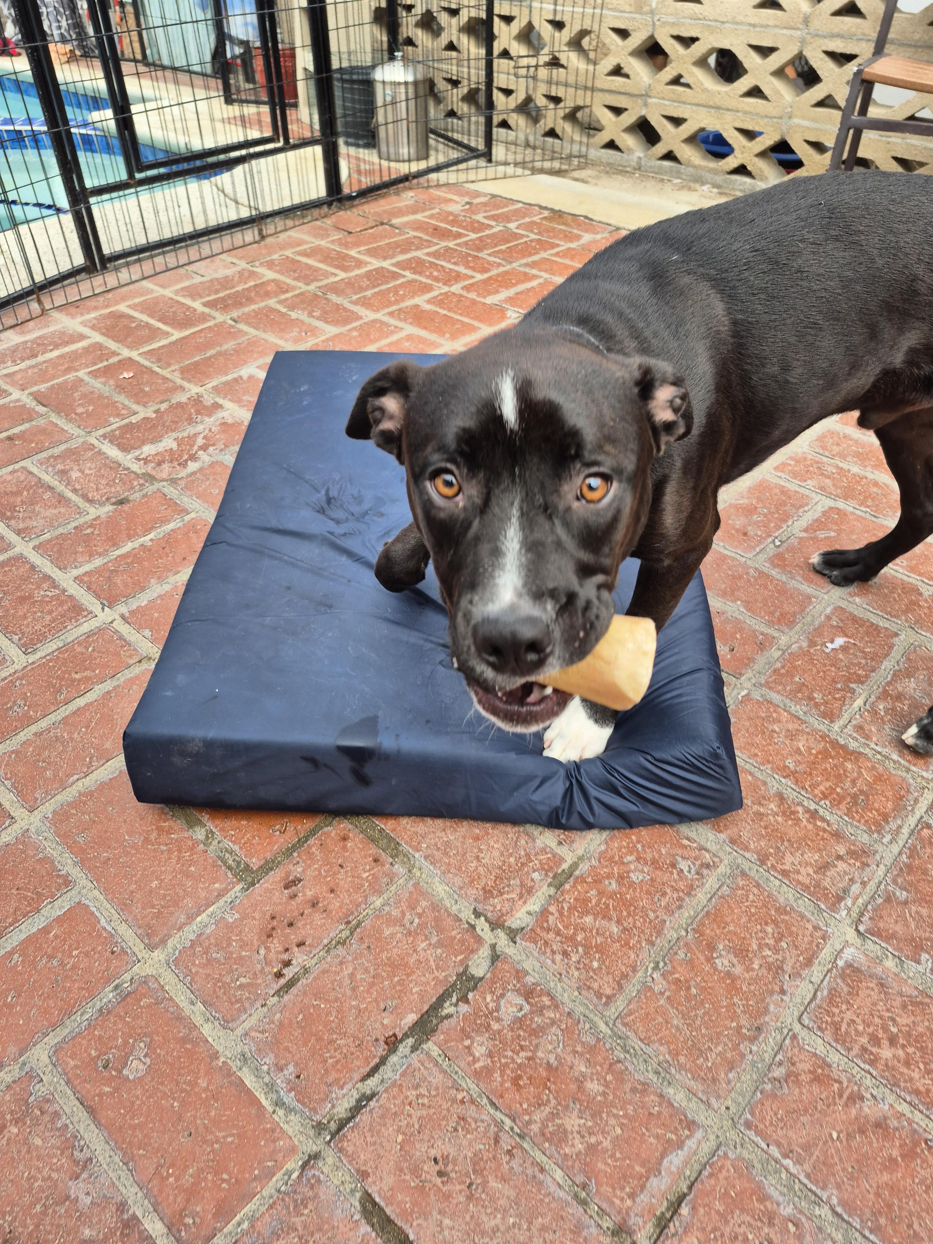 Enlarge My name is Luca again!!, a Adoptable mixed breed in Manhattan Beach, CA image 3/4