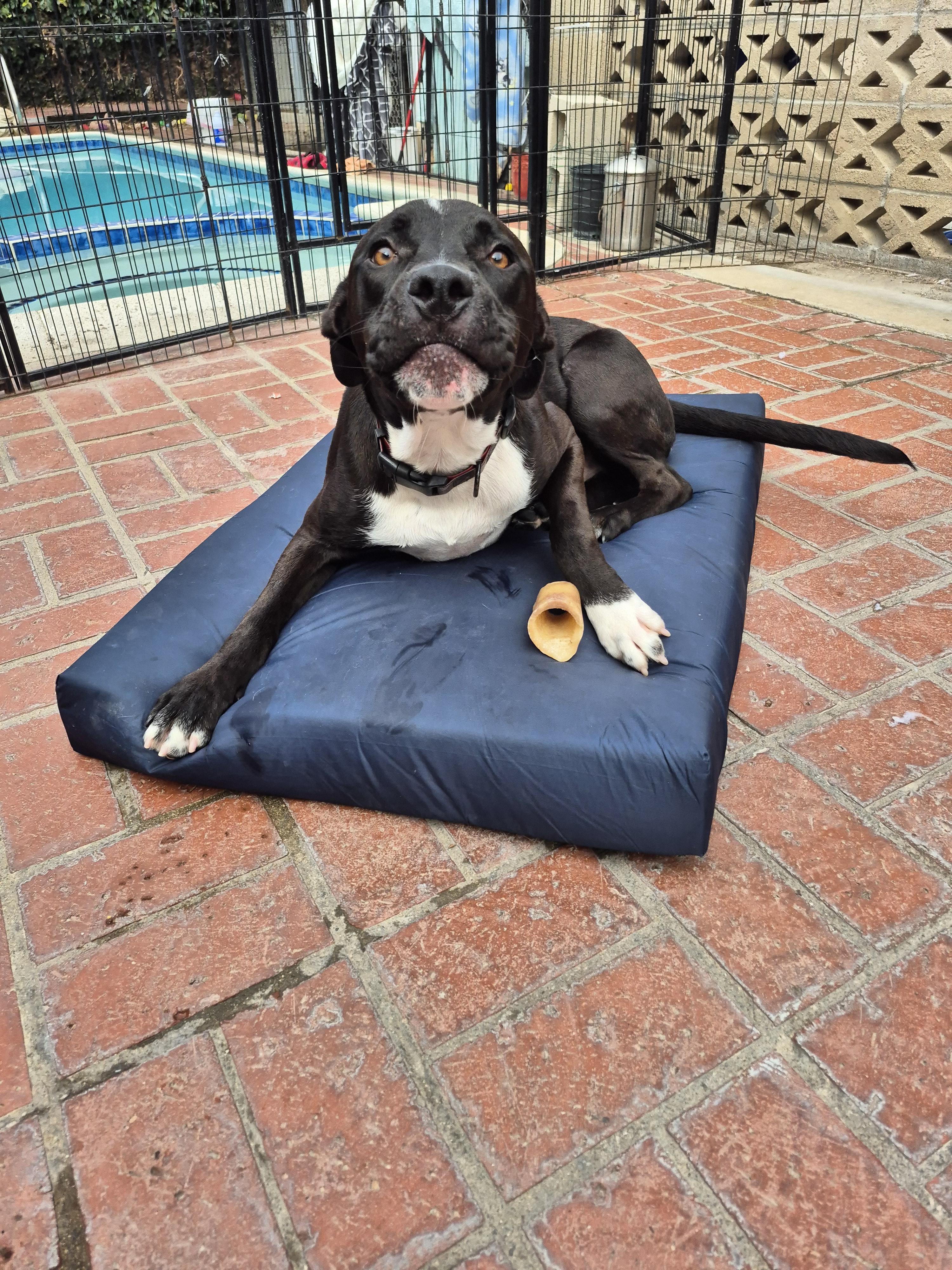 Enlarge My name is Luca again!!, a Adoptable mixed breed in Manhattan Beach, CA image 4/4