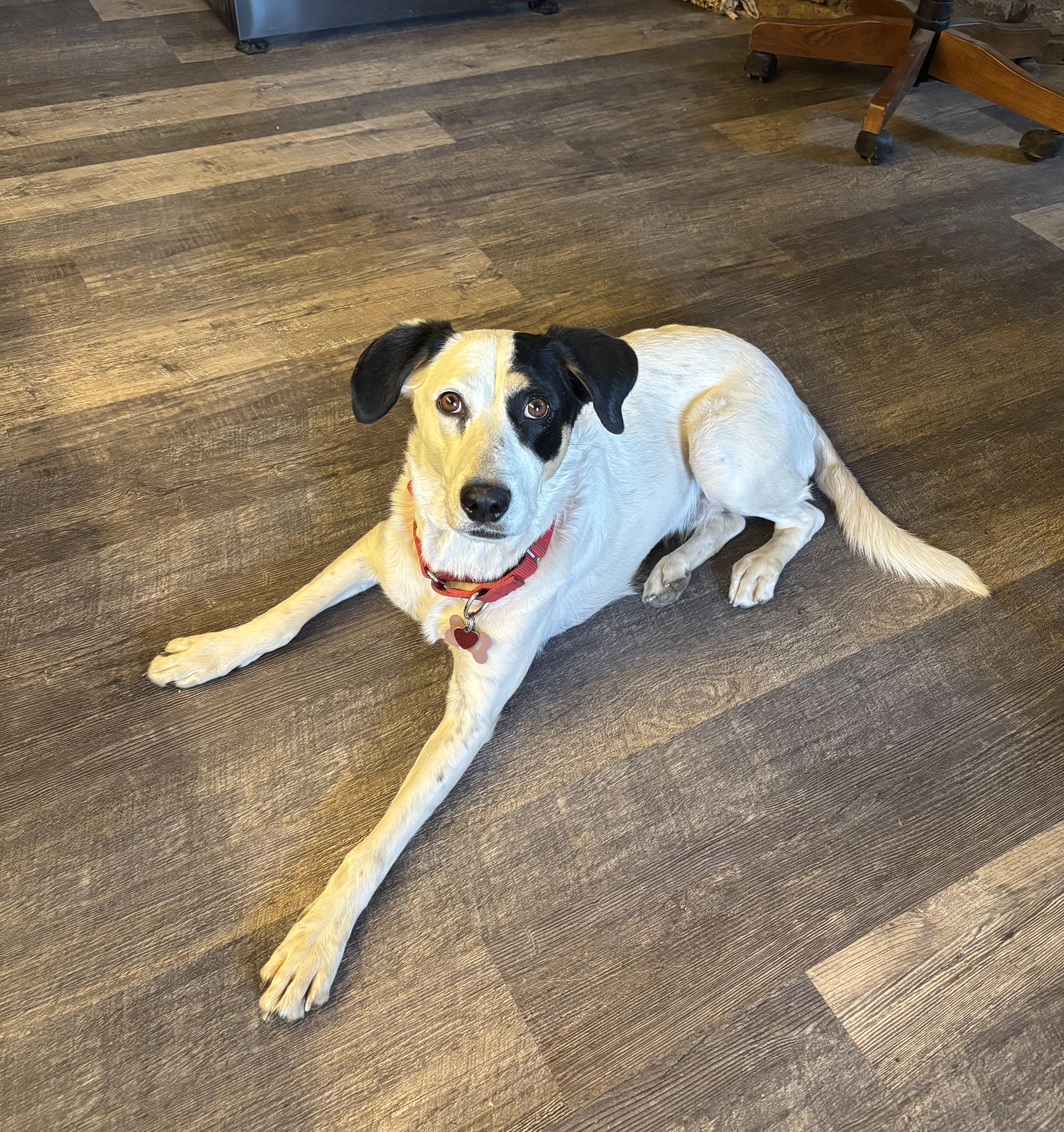 Leia, Adoptable, Adult Female Hound & Anatolian Shepherd.