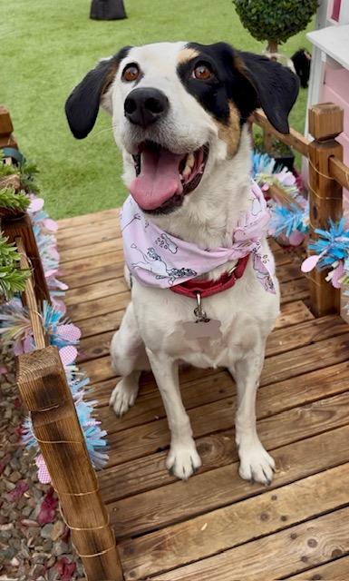 Leia, Adoptable, Adult Female Hound & Anatolian Shepherd.
