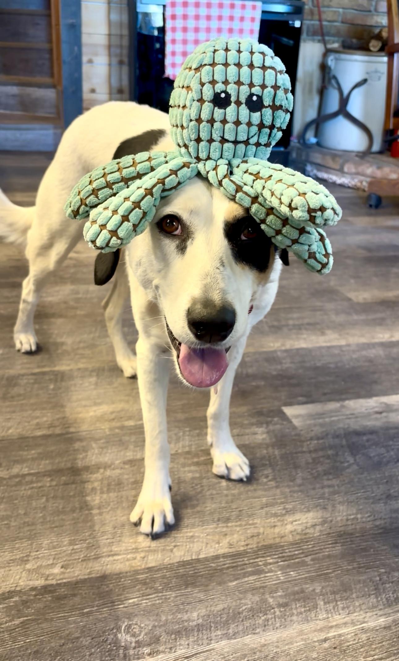 Enlarge Leia, a Adoptable mixed breed in Gilbert, AZ image 4/6