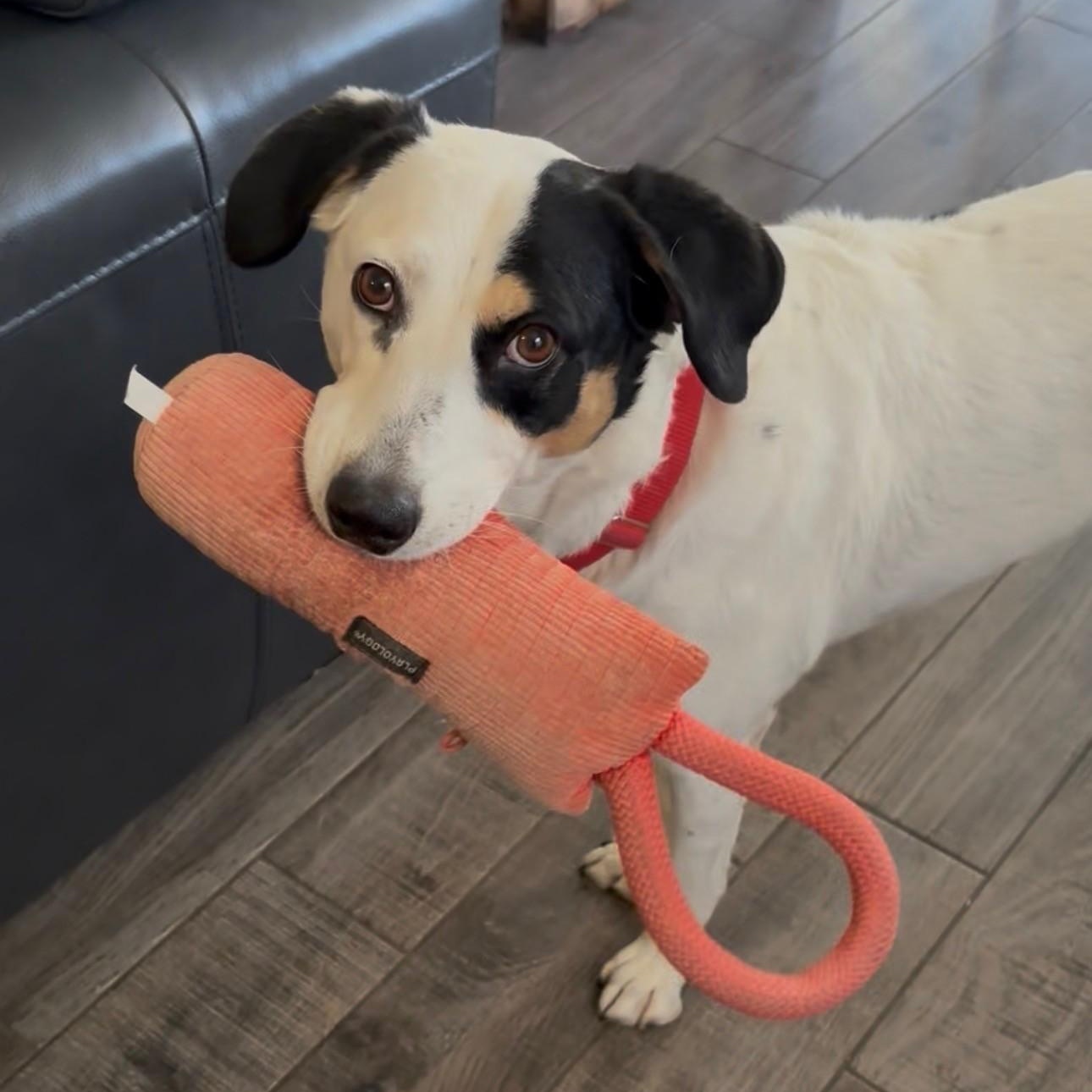 Leia, Adoptable, Adult Female Hound & Anatolian Shepherd.