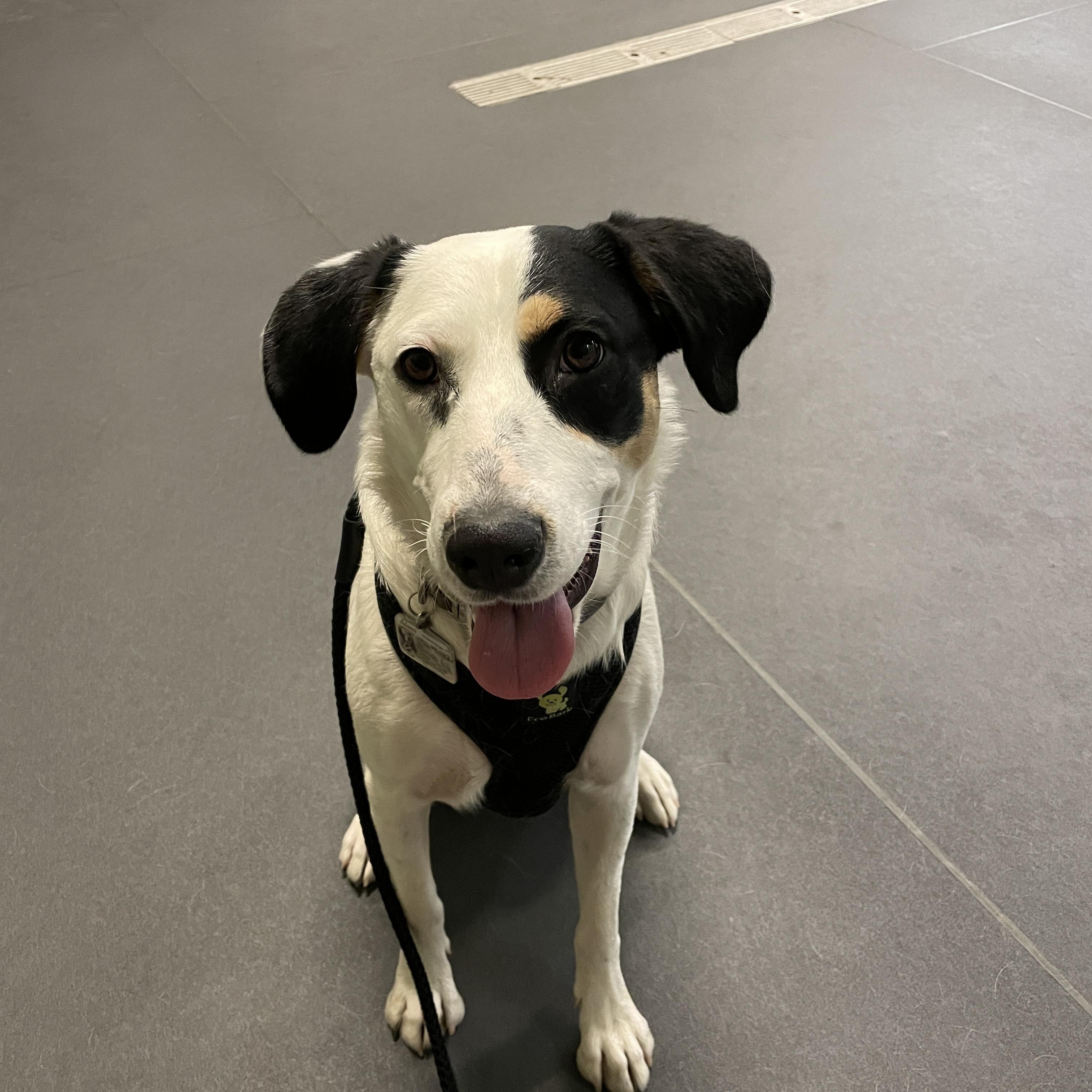 Leia, Adoptable, Adult Female Hound & Anatolian Shepherd.