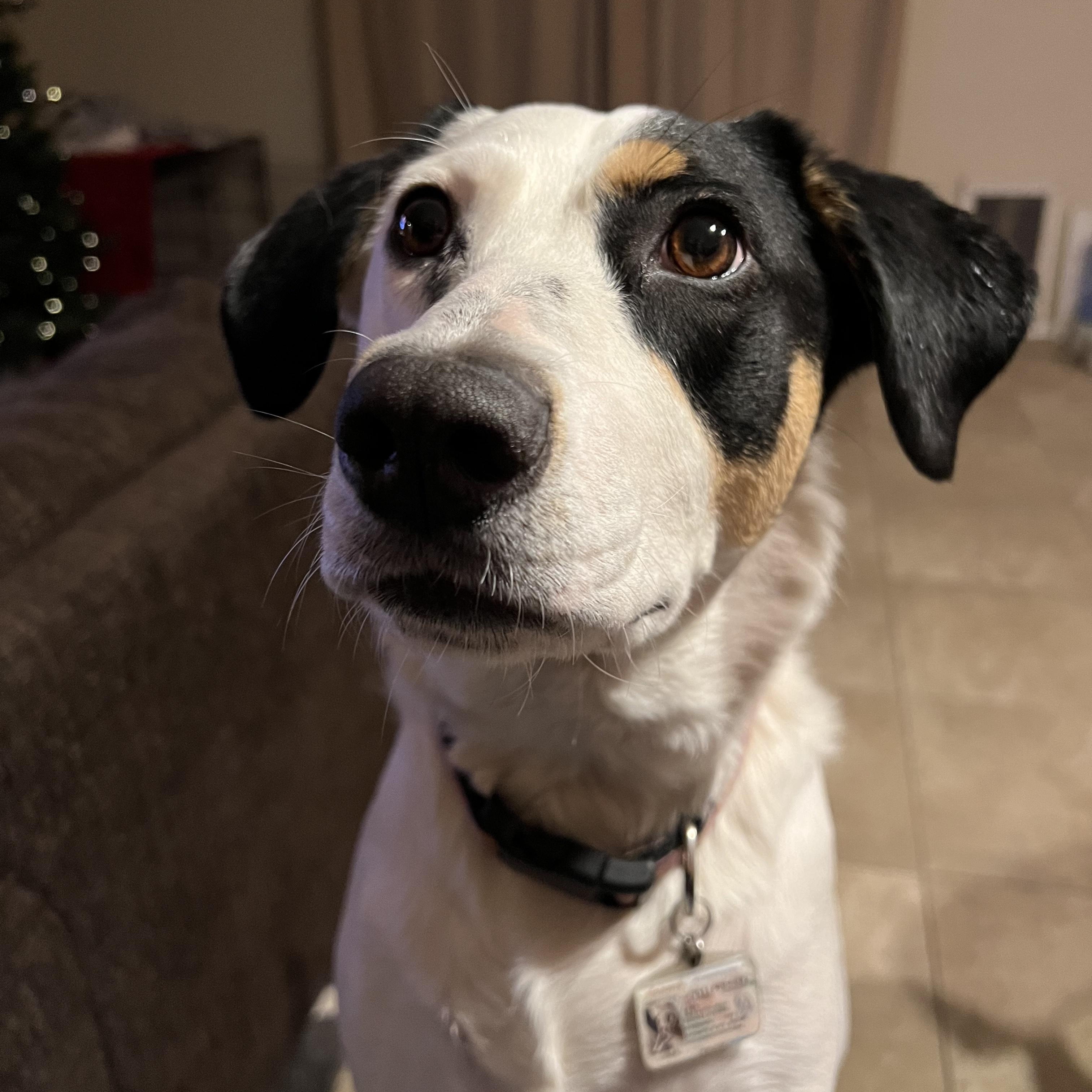 Enlarge Leia, a Adoptable mixed breed in Gilbert, AZ image 2/6