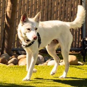 Enlarge Angel, a ADOPTABLE German Shepherd Dog in Santa Cruz, CA image 6/6