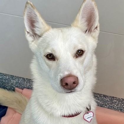 Enlarge Angel, a ADOPTABLE German Shepherd Dog in Santa Cruz, CA image 1/6