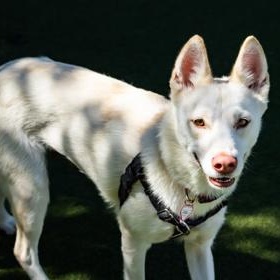 Enlarge Angel, a ADOPTABLE German Shepherd Dog in Santa Cruz, CA image 4/6