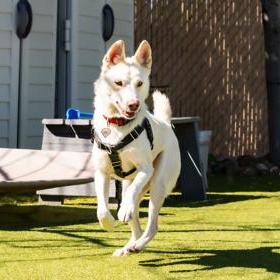 Enlarge Angel, a ADOPTABLE German Shepherd Dog in Santa Cruz, CA image 3/6