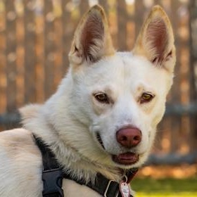 Enlarge Angel, a ADOPTABLE German Shepherd Dog in Santa Cruz, CA image 2/6