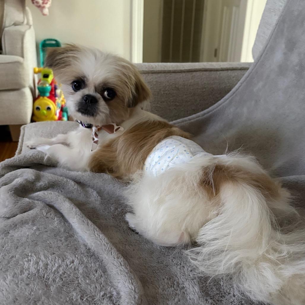 AUGGIE - Pekingese / Mixed Breed for adoption in Birmingham