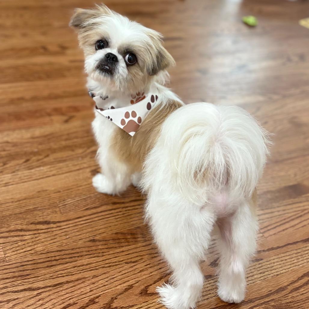 AUGGIE - Pekingese / Mixed Breed available for adoption