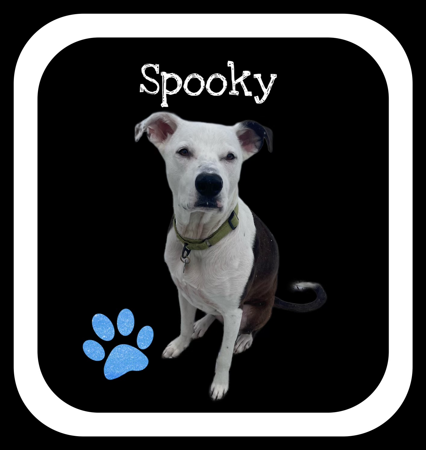 bubbas-station-rescue-dog-rescue-adoption-fostering