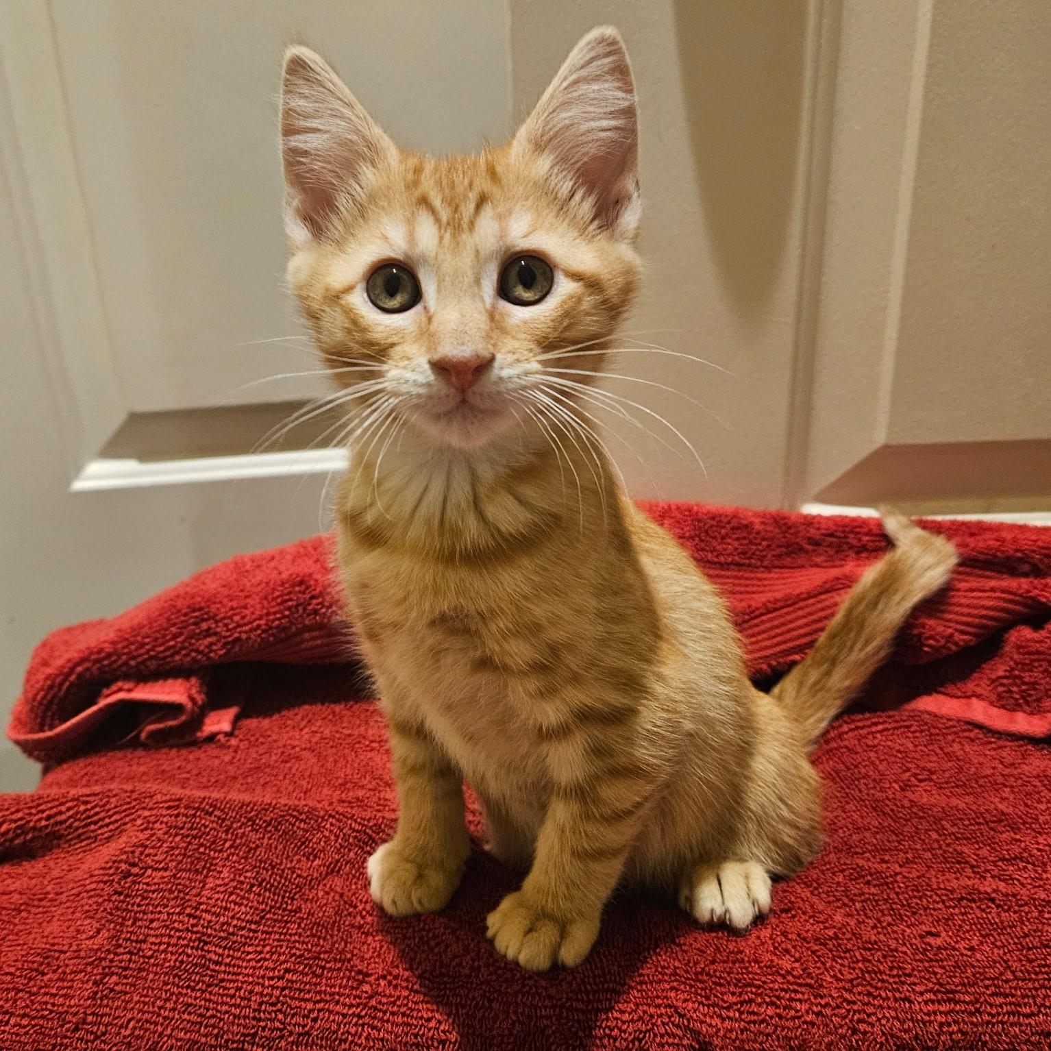 Leopold, a Adoptable Tabby in Allen, TX image 6/6