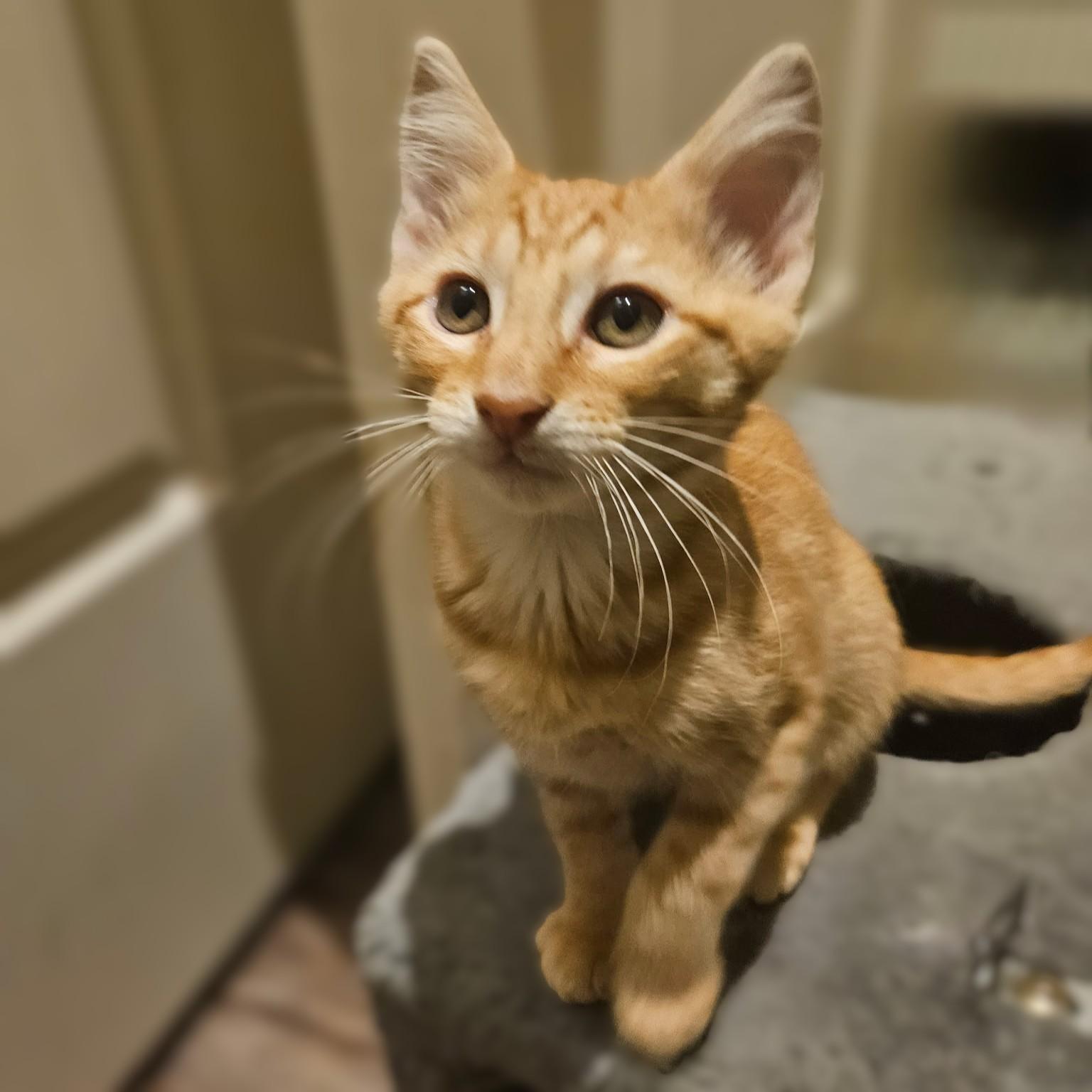 Leopold, a Adoptable Tabby in Allen, TX image 4/6
