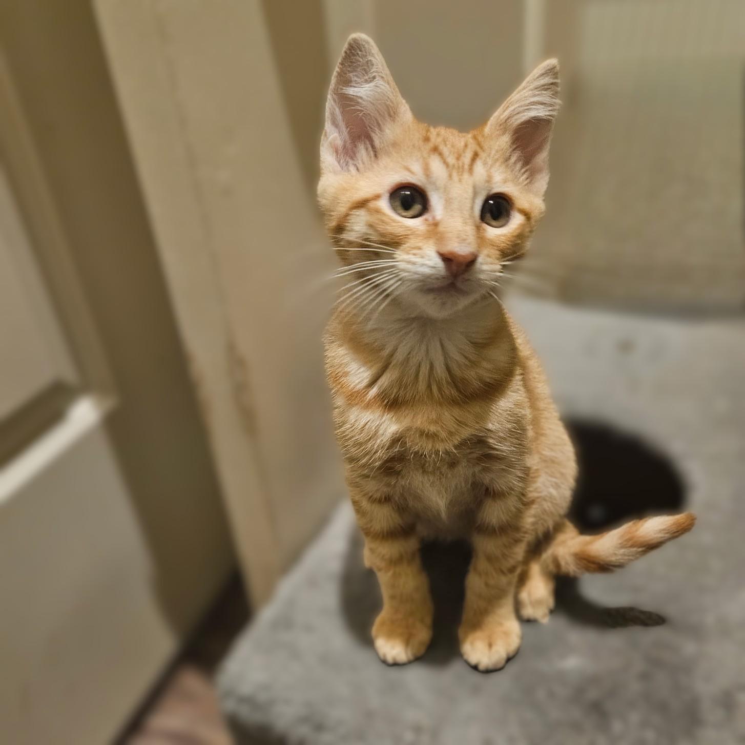 Leopold, a Adoptable Tabby in Allen, TX image 5/6