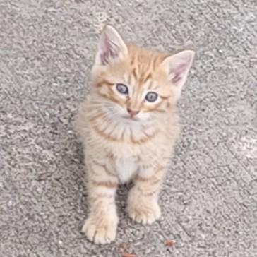 Leopold, a Adoptable Tabby in Allen, TX image 3/6