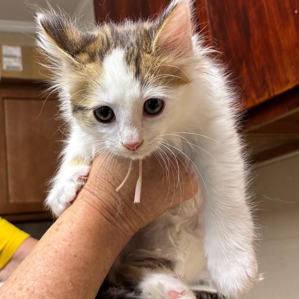 Professor, Adoptable, Kitten Male American Shorthair.