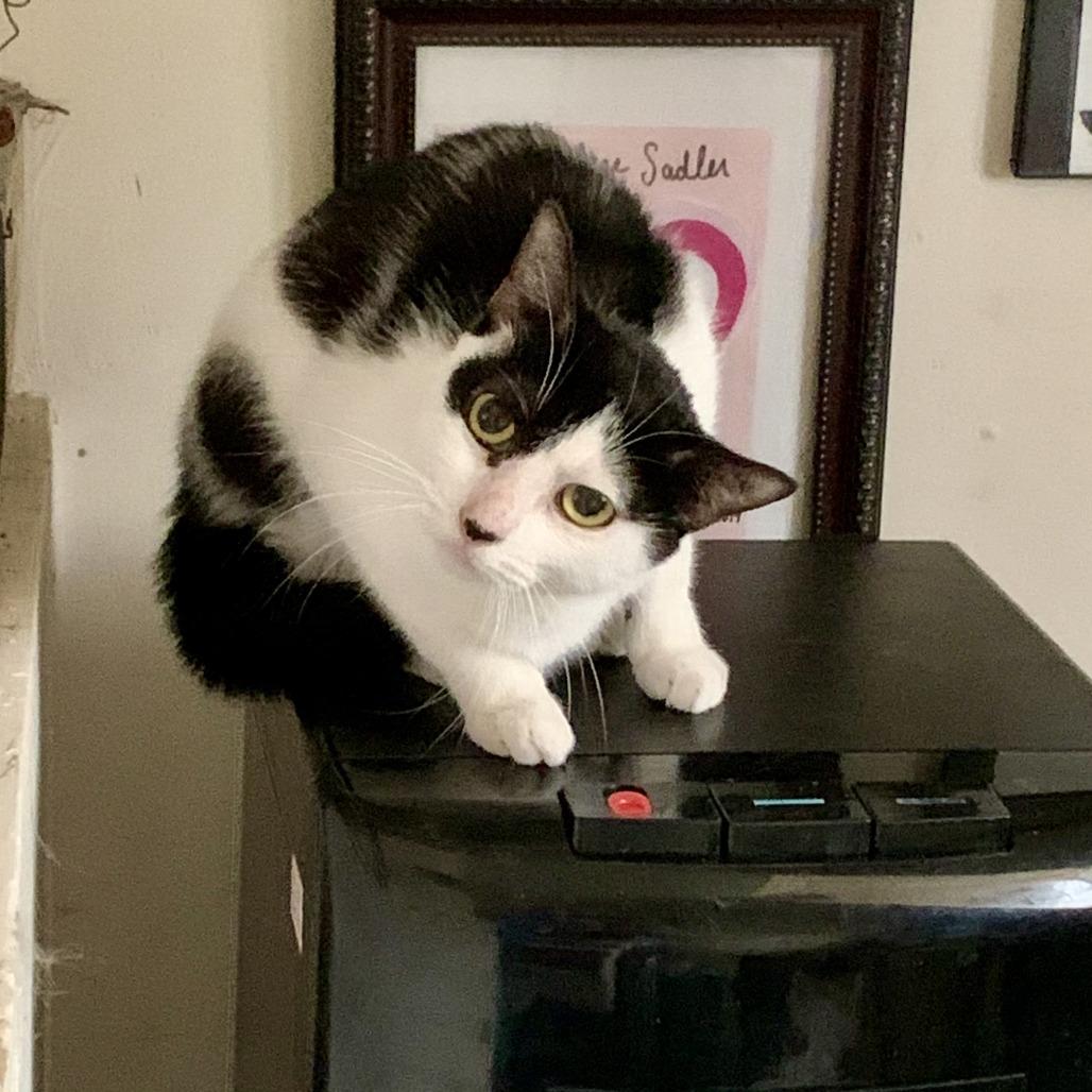 Nesta, a Adoptable Domestic Short Hair in Middle Village, NY image 1/6