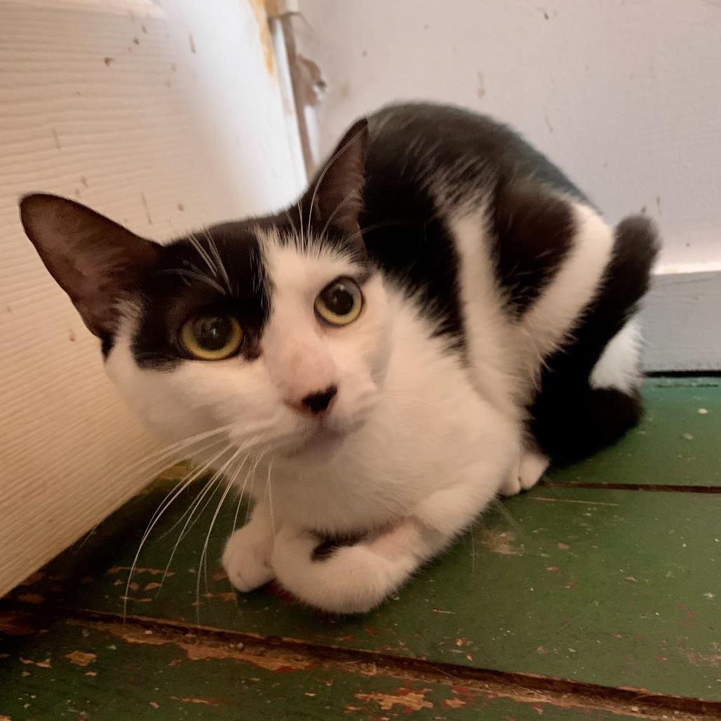 Nesta, a Adoptable Domestic Short Hair in Middle Village, NY image 2/6