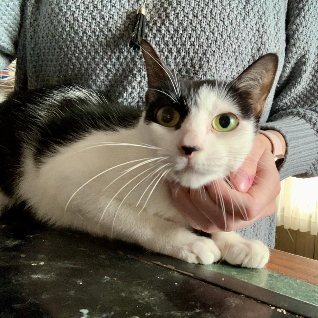 Nesta, a Adoptable Domestic Short Hair in Middle Village, NY image 3/6