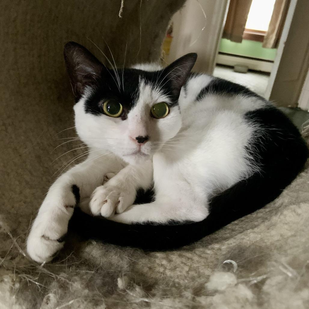 Nesta, a Adoptable Domestic Short Hair in Middle Village, NY image 4/6