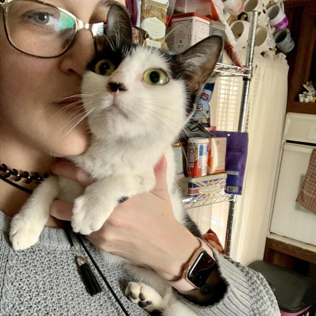 Nesta, a Adoptable Domestic Short Hair in Middle Village, NY image 5/6