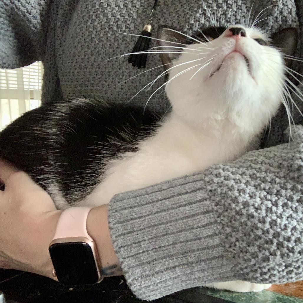 Nesta, a Adoptable Domestic Short Hair in Middle Village, NY image 6/6