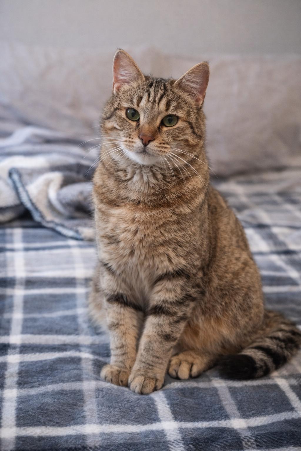 Enlarge Sandy, a ADOPTABLE Domestic Short Hair in Fort Worth, TX image 1/4