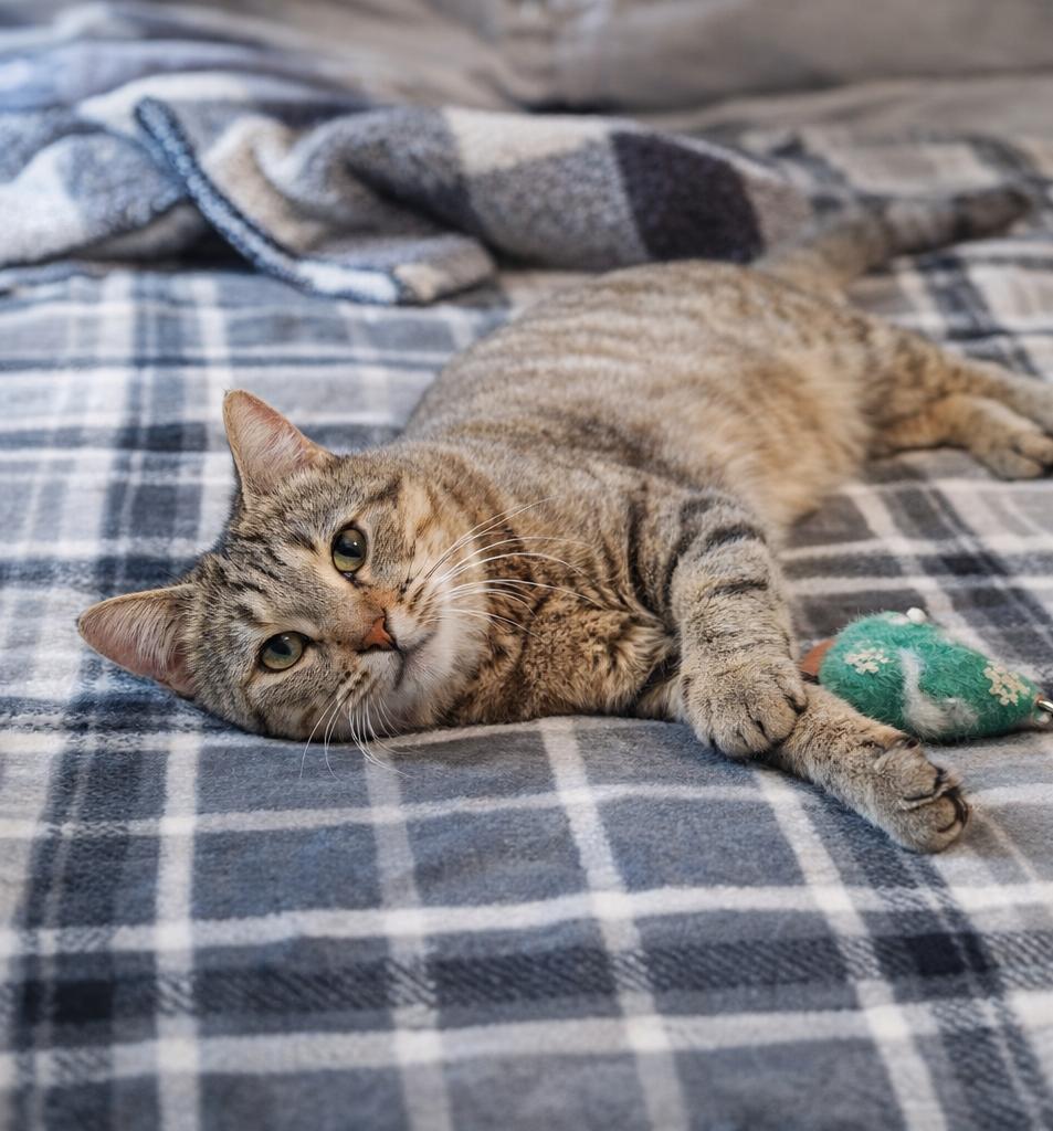Enlarge Sandy, a ADOPTABLE Domestic Short Hair in Fort Worth, TX image 3/4