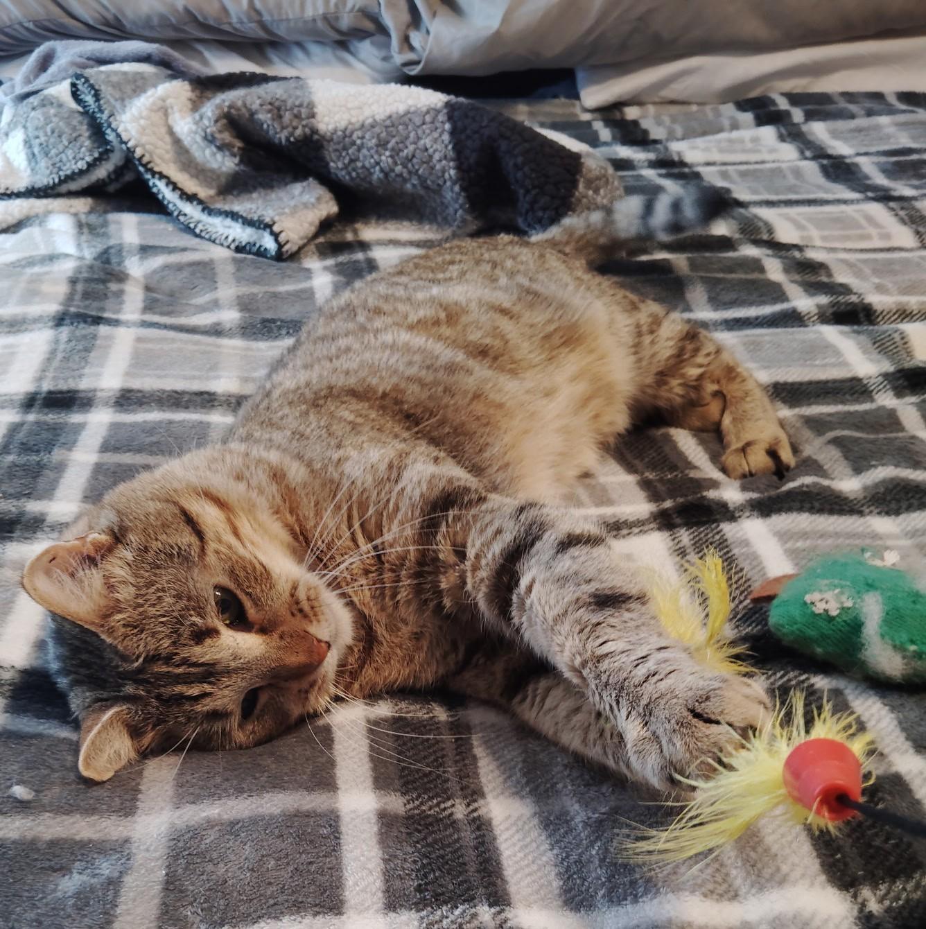 Enlarge Sandy, a ADOPTABLE Domestic Short Hair in Fort Worth, TX image 4/4