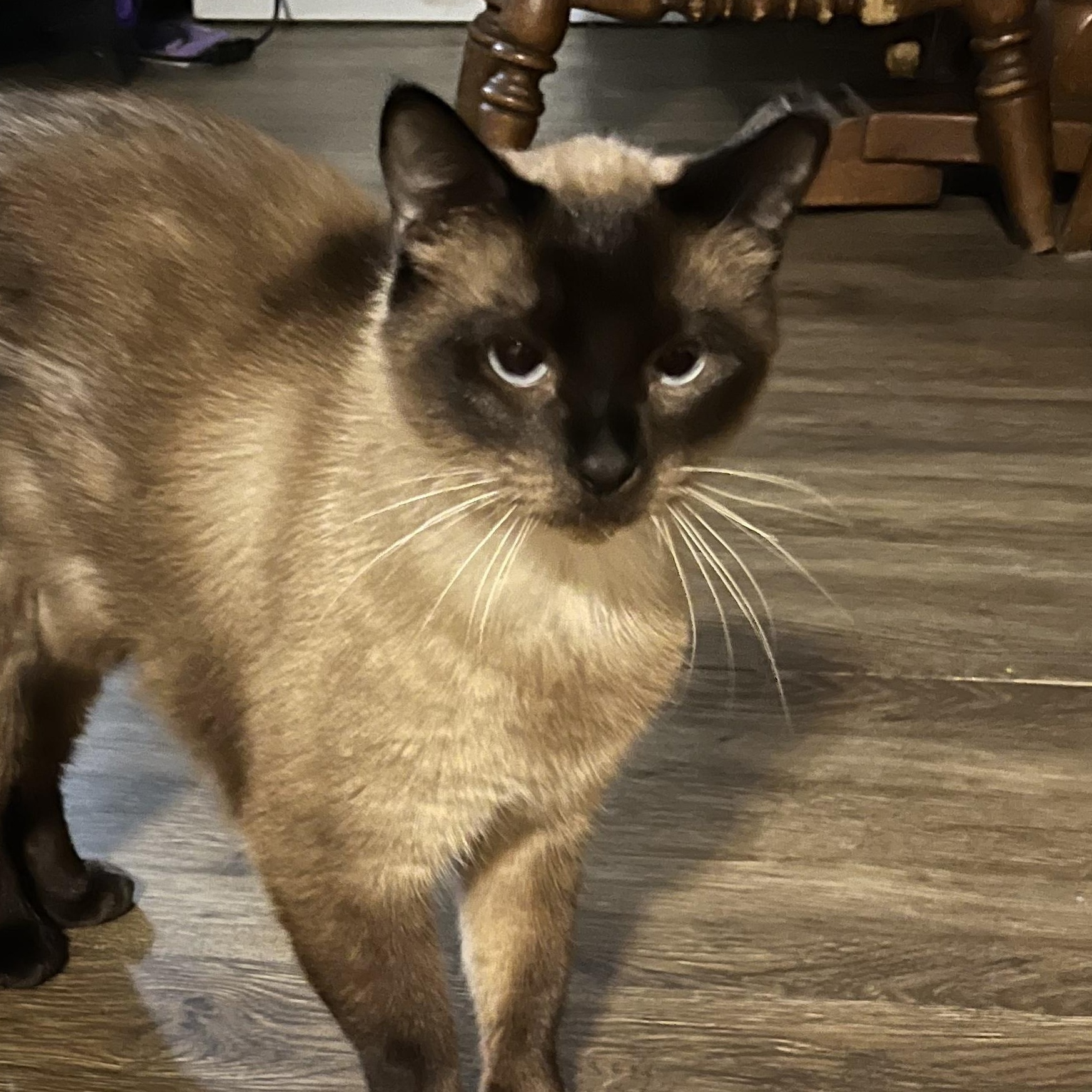 THE BOYS (MECO, LEO, & TYKE), a ADOPTABLE Siamese in Danbury, CT image 2/4