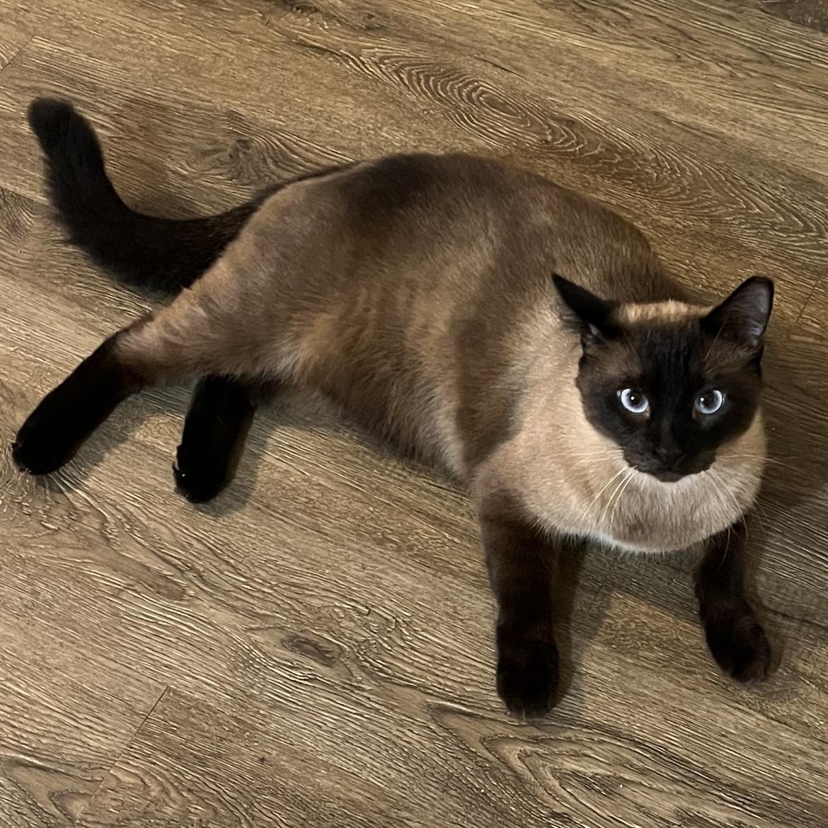 THE BOYS (MECO, LEO, & TYKE), ADOPTABLE, Adult Male Siamese.