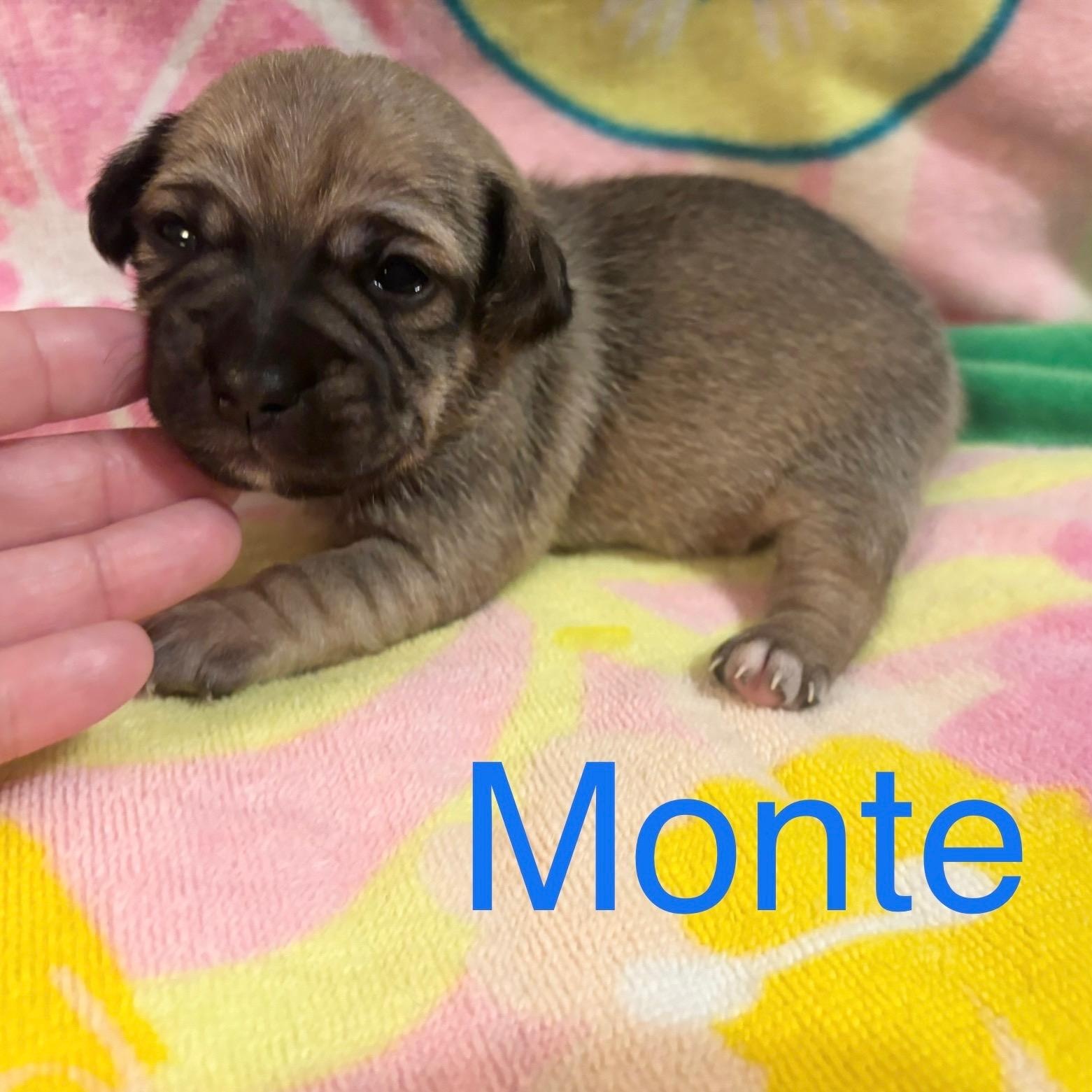 Monte, Baby Male unknown