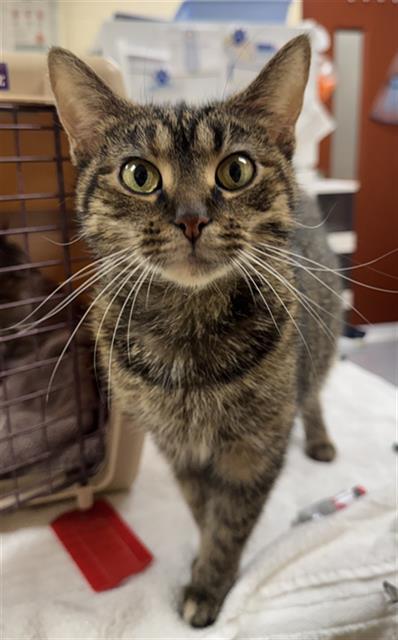 MISO, Adoptable, Young Female Domestic Short Hair.