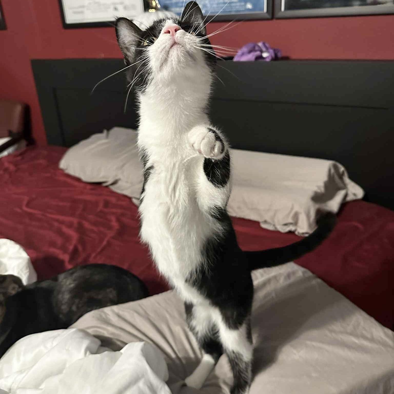 Perfect Juror, a Adoptable mixed breed in West Hartford , CT image 6/6